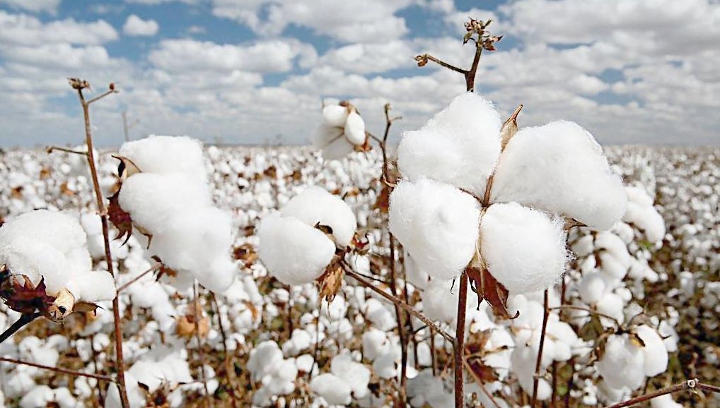 Thousands of acres of cotton are fully cultivated and planted in Xinjiang